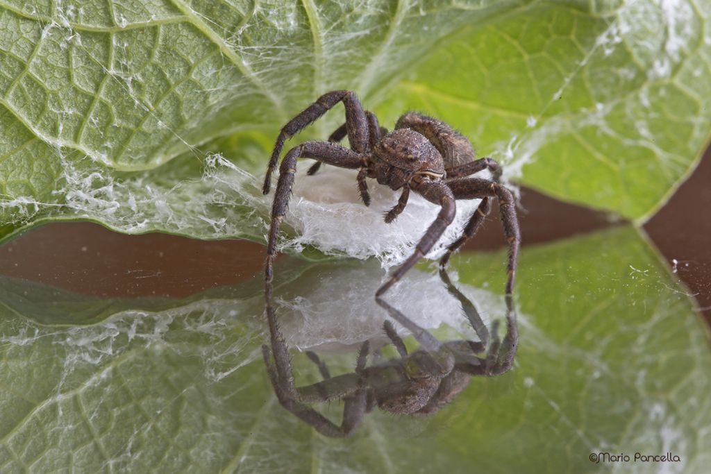 Thomisidae:  Xysticus sp.   -   zona Quarrata (PT)